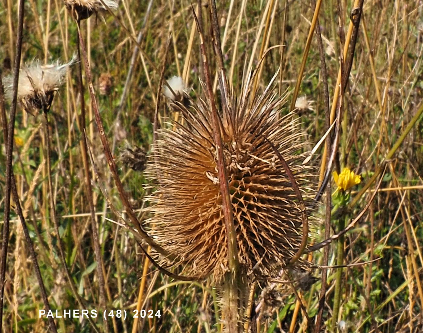 Teasel, Cut-leaved fruit